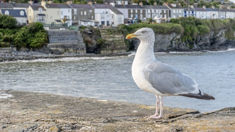 Mi casa es su casa &ndash; a herring gull (Larus argentatus) in Newquay, Wales 