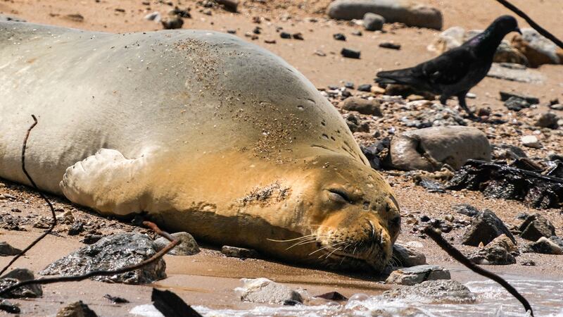 The animal is a Mediterranean monk seal – a creature rarely seen on Israel’s coasts.