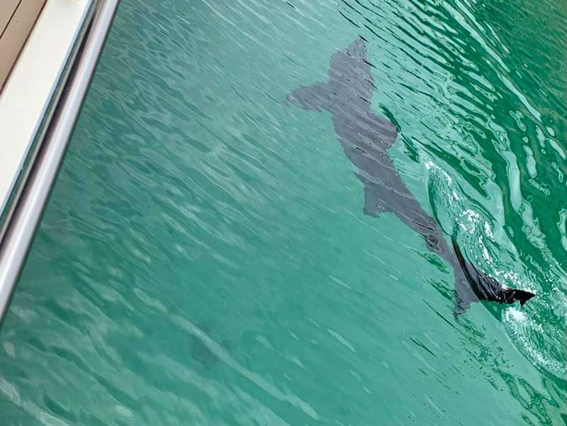 The basking shark was spotted in Torquay marina (Torquay Water Sports/PA)