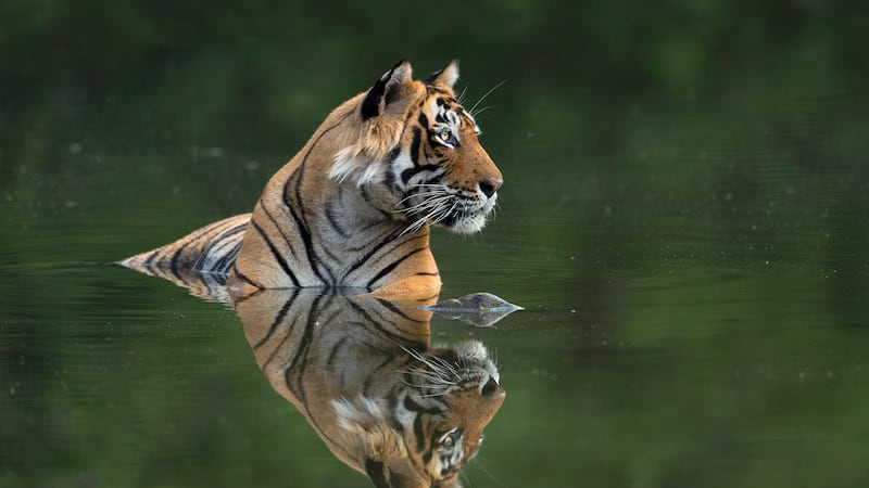 A wildlife book aimed at raising funds to safeguard tigers across the world has collected more than five times its crowdfunding target