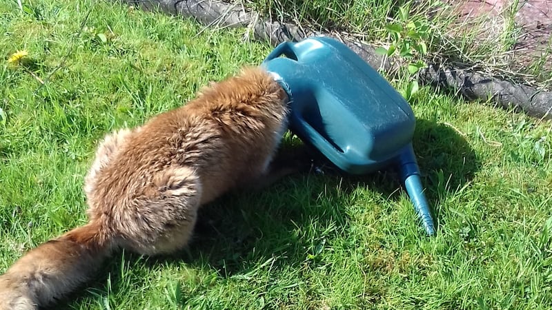 The Scottish SPCA rescued the animal after it got into difficulty in a Glasgow garden.
