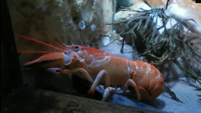 The chances of the lobster being orange were one in 30 million, according to Sea Life Blackpool.