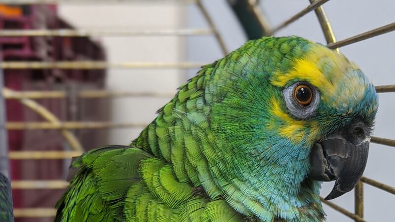 The Amazon green parrot was said to be able to detect a packet of crisps being opened from four miles away.