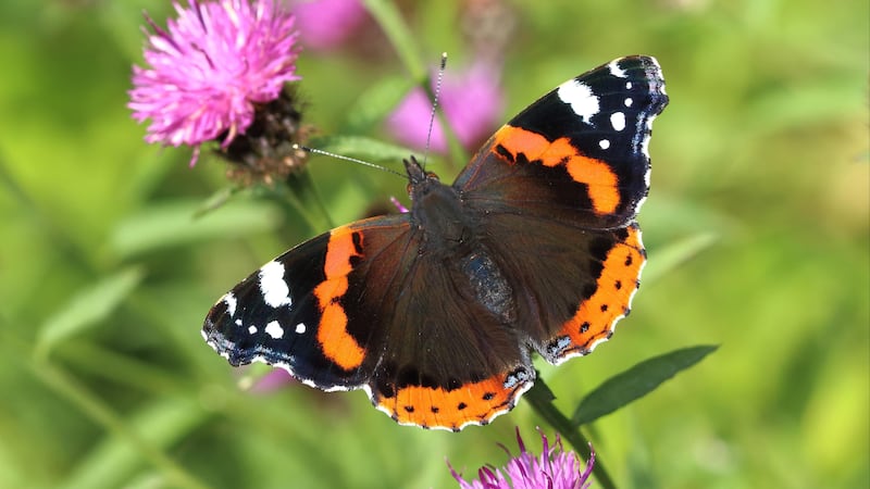 The red admiral has exploded in numbers this year and is expected to keep on growing as the climate warms (Mark Searle/Butterfly Conservation/PA)