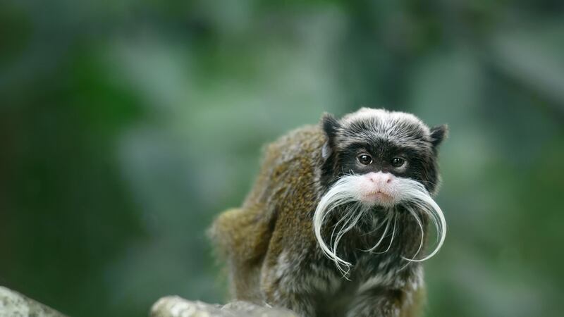The emperor tamarin may or may not be named for Kaiser Wilhelm II.