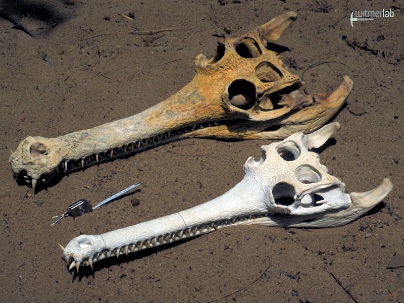 Skulls of a male (top) and female (bottom) gharial