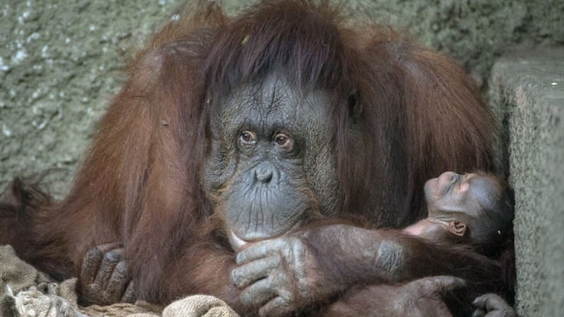 The Bornean orangutan is critically endangered as of last year.