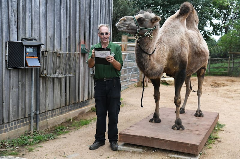 ZSL London Zoo annual weigh-in