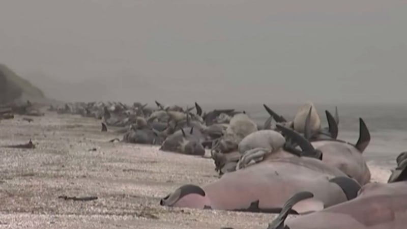 Clean-up begins after 350 whales wash up on a New Zealand beach