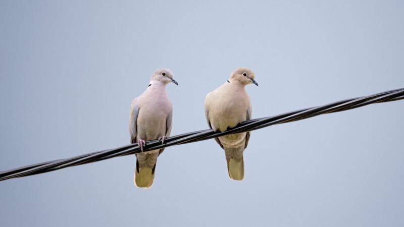 Collared doves, Streptopelia decaocto, on an electricity wire. Perhaps because of its monogamous lifestyle, the dove is associated with love and faithfulness 