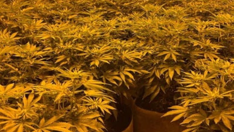 More than 1,000 cannabis farms have been raided by police across Britain, with plants worth £130 million seized and some 1,000 suspects arrested (NPCC/PA)