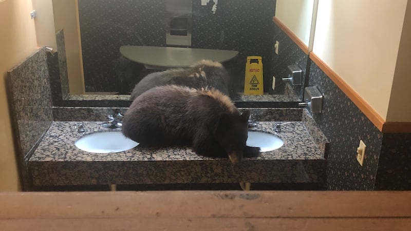 The bear made himself at home in the ladies’ room at Buck’s T-4 Lodge in Big Sky, Montana.