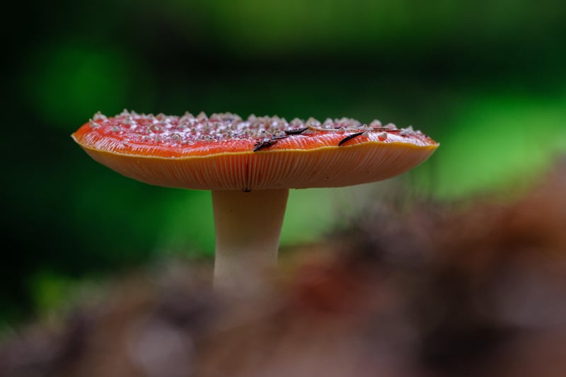 Casual Gardener: Don’t frown at fungi, they can be the lifeblood of a healthy garden