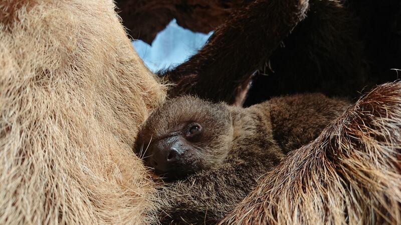 Elio was born on April 30 at London Zoo.