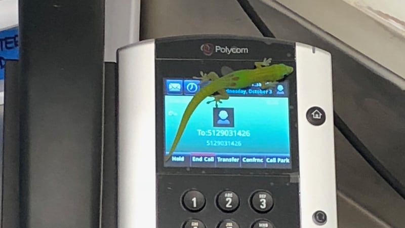 The little lizard’s tiny feet proved to be very effective on the phone’s touch screen.