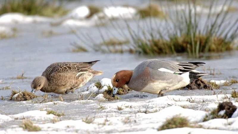 Join the RSPB NI Winter Walk this Saturday morning. Picture by Chris Gomersall 