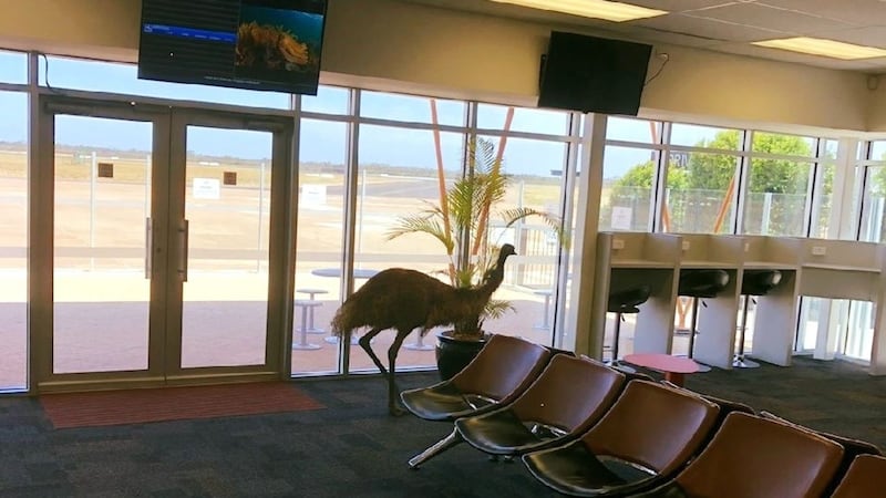 The flightless bird was spotted at Whyalla Airport in South Australia.