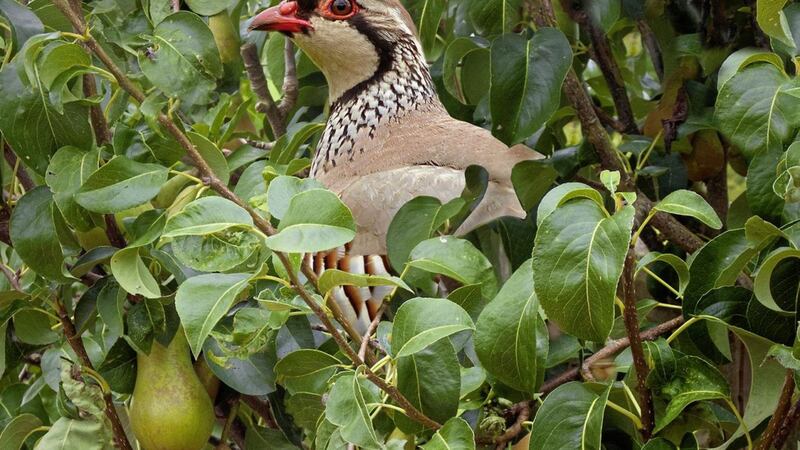 A red-legged partridge (Alectoris rufa) in a pear tree. Yes, really... 