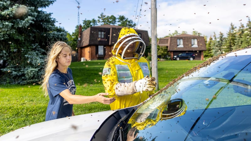 Beekeepers Terri Faloney, left, and Tyler Troute remove bees from a car (Carlos Osorio/The Canadian Press/AP)