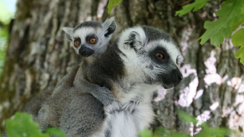 This facial recognition tool could help the endangered Lemur population