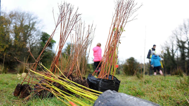 One million trees are to be planted across Ireland in 24 hours in February 2016. Picture by Declan Roughan