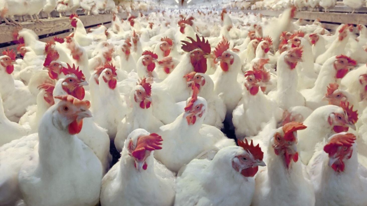 Poultry firm Moy Park is to cease processing live birds at Ballymena due to &quot;challenging market conditions&quot; 