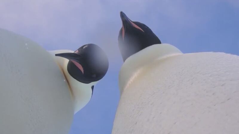 The curious birds found the camera near an Antarctic research station.