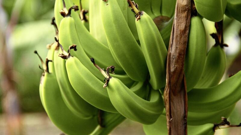 Green bananas are good for you 