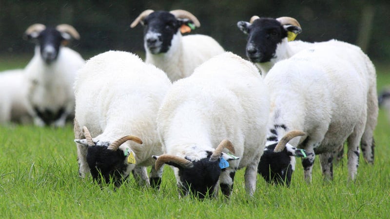 Almost half of all sheep reared in the north for meat are exported to the Republic 