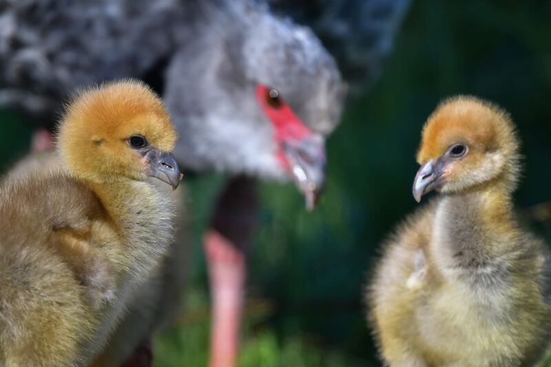 Rare crested screamer chicks hatched