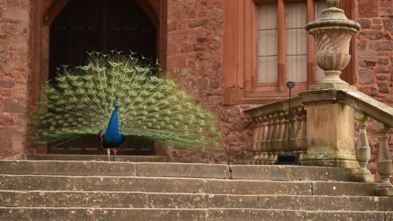  Martha Stewart's favourite peacock and its five friends were killed by coyotes, a few months after her dogs ate her cat