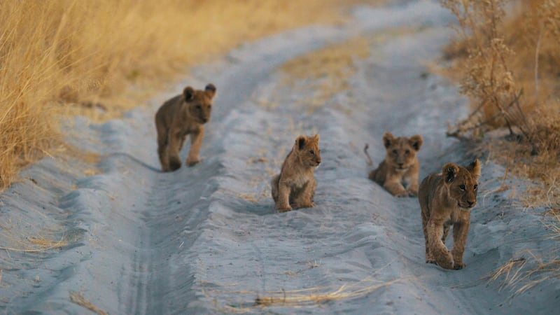 Lion cubs in the Delta (A&K/PA)