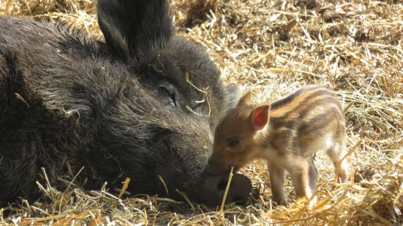 A staff member said the piglets were a ‘nice boost’ for keepers.
