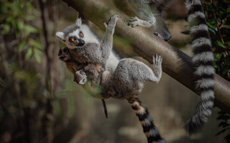 Baby ring-tailed lemurs at Chester Zoo
