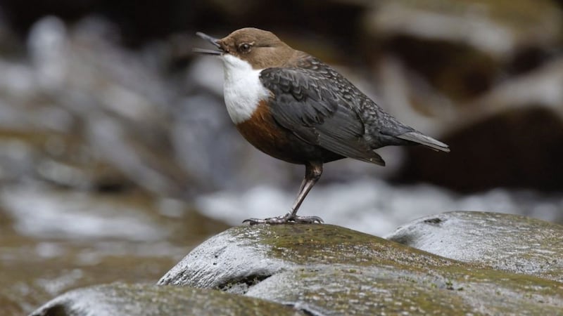 Cinclus cinclus hibernicus, the Irish dipper, is a subspecies with some subtle colour differences from its British counterpart 