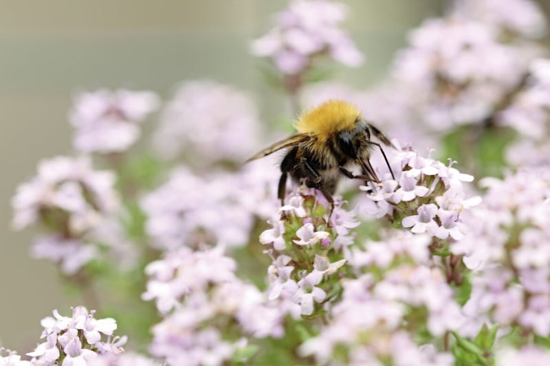 Most of Ireland&#39;s bees are solitary. Picture by Helen Rook/PA 