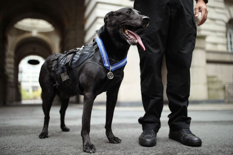 Hurricane, a 10-year-old Belgian Malinois, stopped an intruder at the White House in 2014