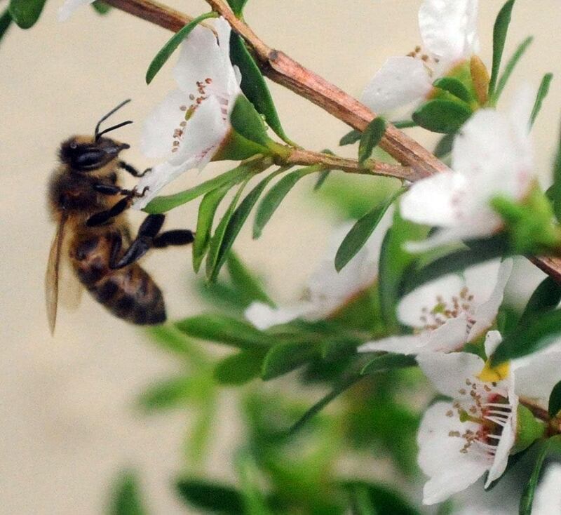 Tregothnan Manuka Honey