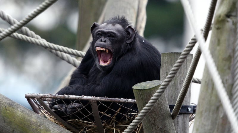 When compared with meat-eating mammals, the voice box, or larynx, of primates is on average 38% larger, scientists say.