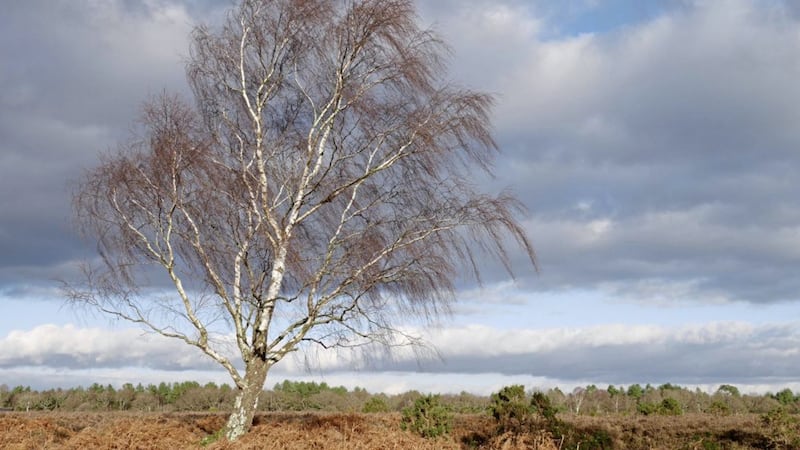 After the glaciers of the last ice age retreated, the silver birch, Betula pendula, was one of the first trees to recolonise Ireland&#39;s scoured landscape. 