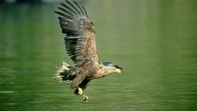 A white-tailed eagle adult hunting for fish 