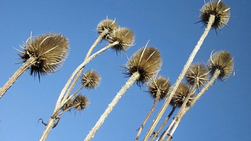 Teasel can arrive in your garden by many means 