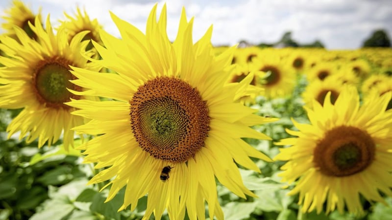 For successful sunflowers Claire Woods recommends &#39;sun, sun, sun&#39;  