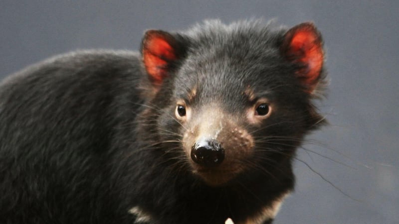 Tasmanian devil facial tumour disease has wiped out around 80% of wild devils.