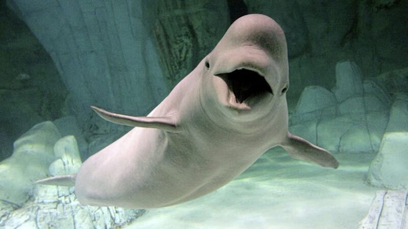 Kylu a baby Beluga whale swimming at Oceanografic in Valencia  