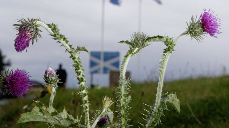 A thistle at the border of Scotland and England pictured during the independence referendum of 2014 which was won by unionists. Danny Lawson/PA Wire 