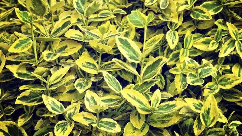 The variegated green and yellow leaves of Euonymus fortunei 