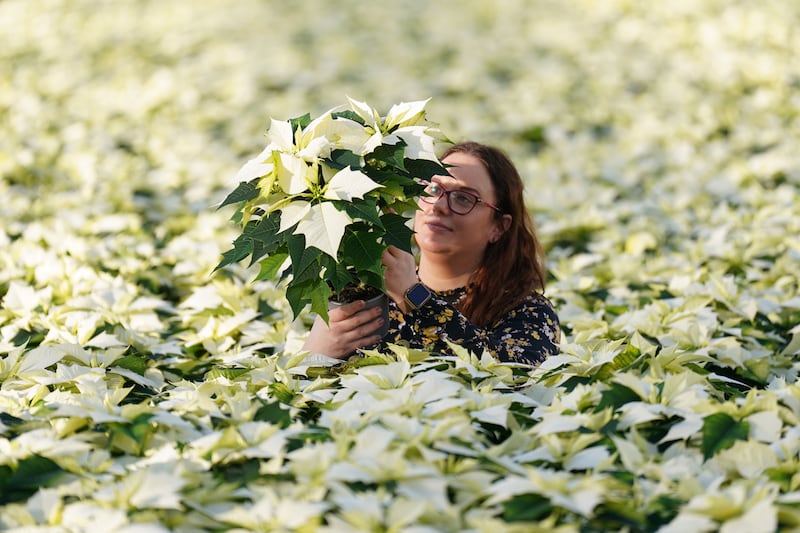 Monika Dratwicka inspects a crop of new white 'Alaska' poinsettias at Bridge Farm Group in Spalding, Lincolnshire. (Joe Giddens/ PA)