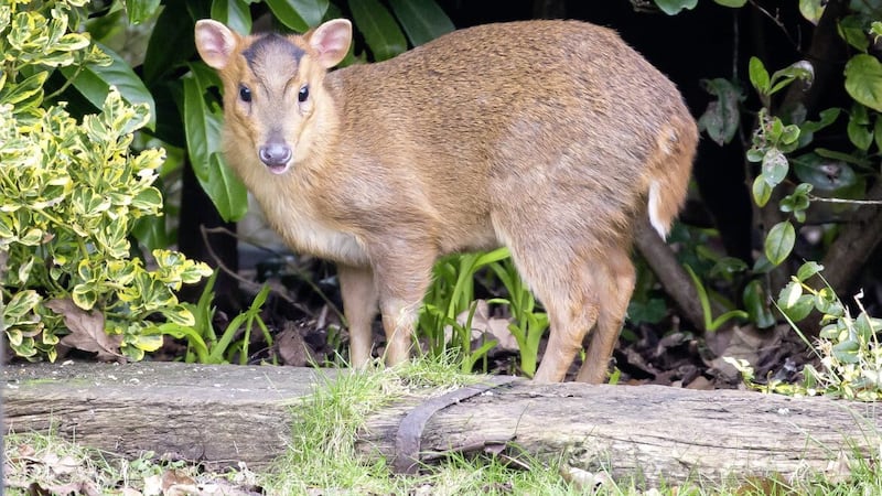 Volunteers are asked to record sightings of any wild mammals in a garden or local green space 
