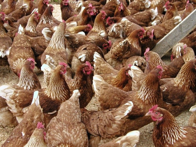 Poultry numbers and size of flocks have increased substantially in recent years 